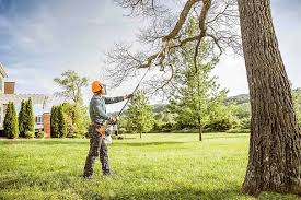 Best Grass Overseeding  in Arcola, TX