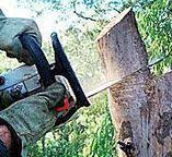 Best Tree Cabling and Bracing  in Arcola, TX