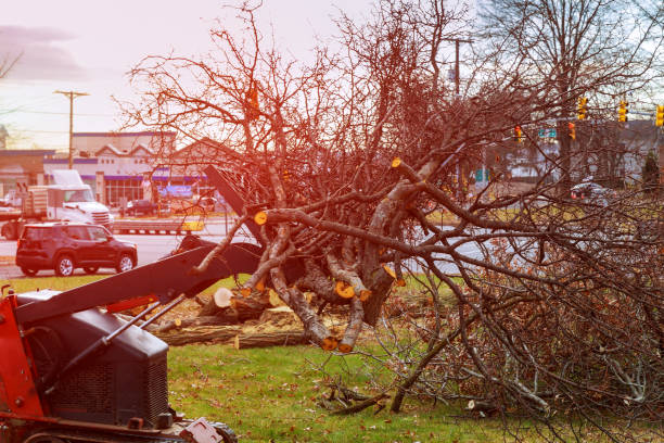 Arcola, TX Tree Care Company