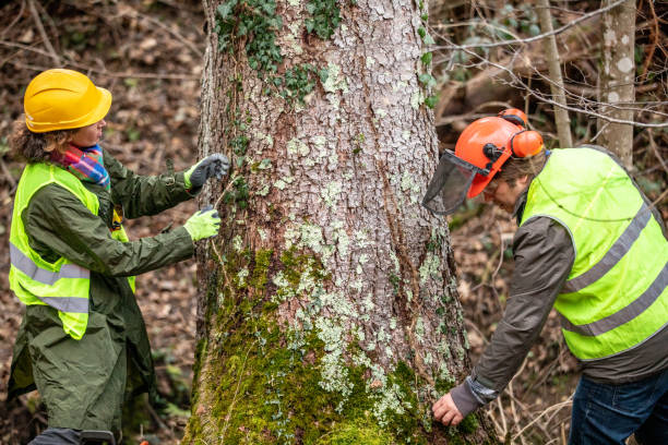 Best Tree Health Inspection  in Arcola, TX