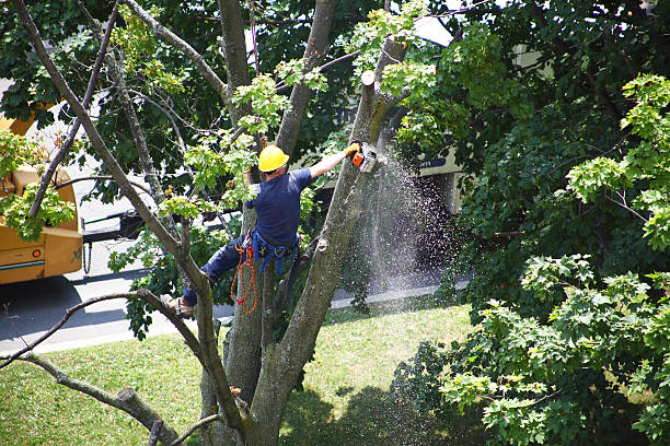 Best Leaf Removal  in Arcola, TX