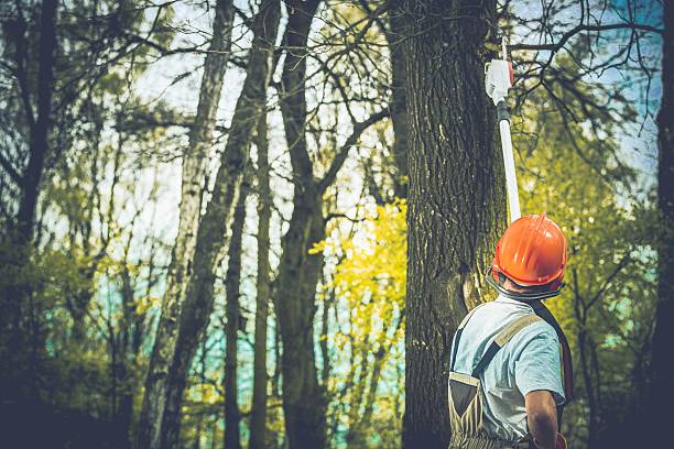  Arcola, TX Tree Care Pros